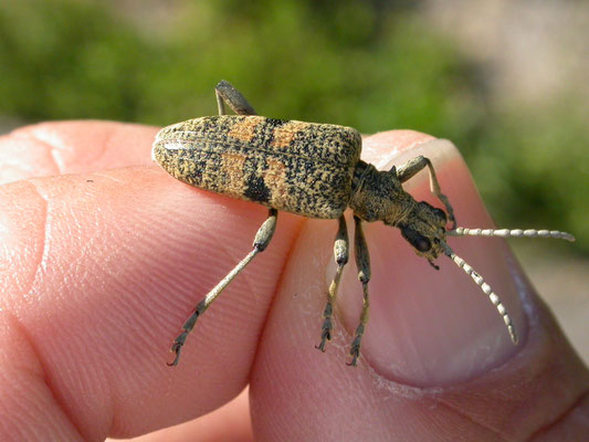 Rhagium mordax