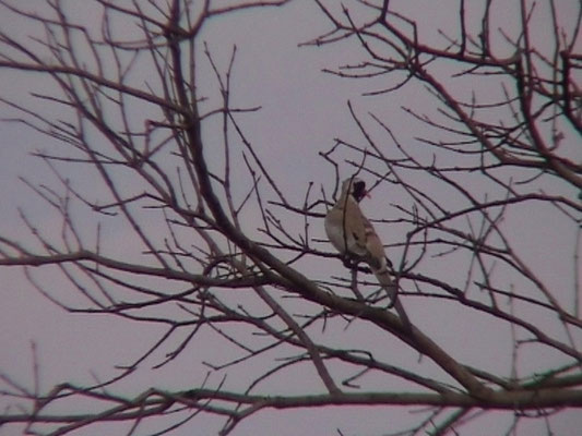 Namaqua Dove
