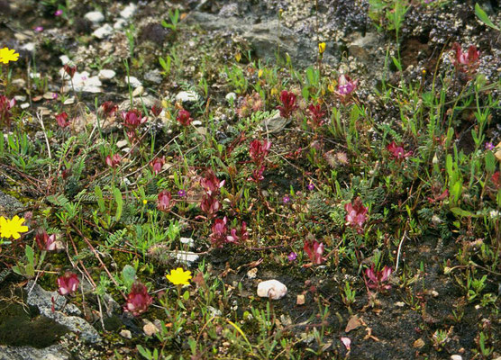 Astragalus monspessulanus