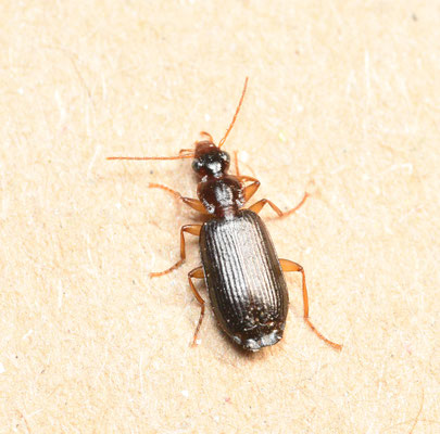 Dromius agilis - Donkerbruine schorsloopkever