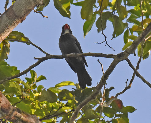 Slate-colored Grosbeak