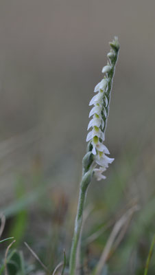 Spiranthes spiralis - Herfstschroeforchis