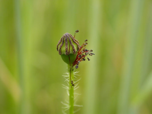 Papaver dubium - Kleine of Bleke klaproos