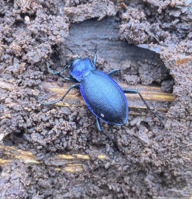 Carabus problematicus - Blauwzwarte schallebijter