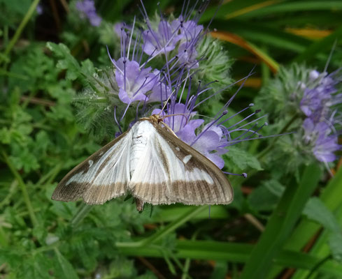 Cydalima perspectalis - Buxusmot