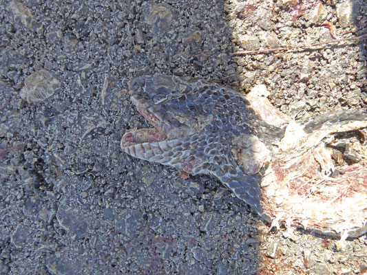 Dolichophis jugularis asianus