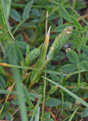 Phleum arenarium - Zanddoddegras