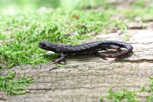 Noordelijke brilsalamander (Salamandrina perspicillata), foto Ruud