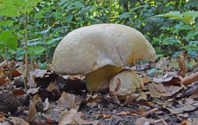 Caloboletus radicans - Wortelende boleet