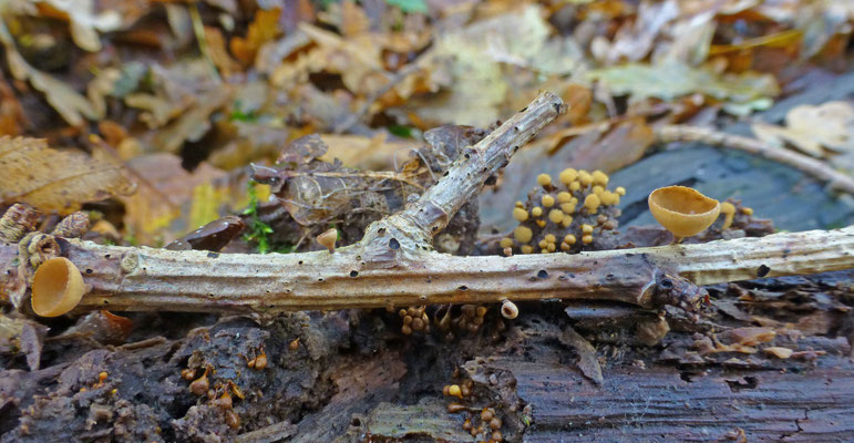 Rutstroemia fruticeti  Bramenstromakelkje (?)
