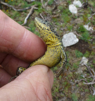 Podarcis bocagei