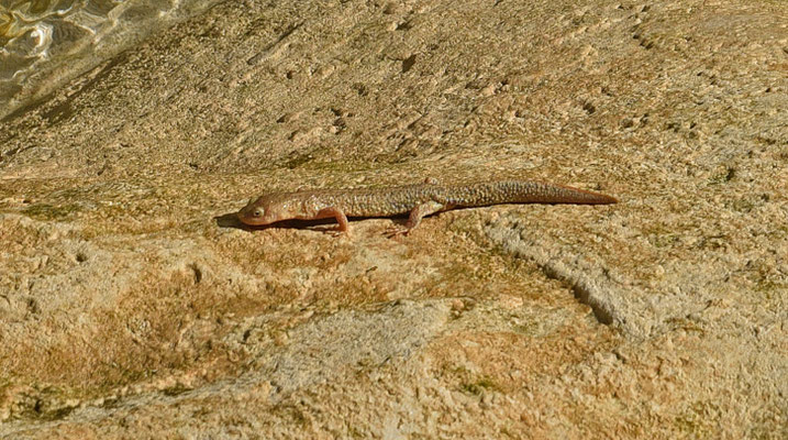Pyreneeënbeeksalamander