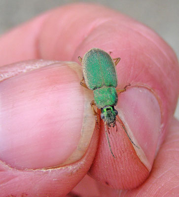 Chlaenius variegatus