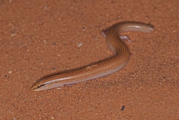 Chalcides septoides