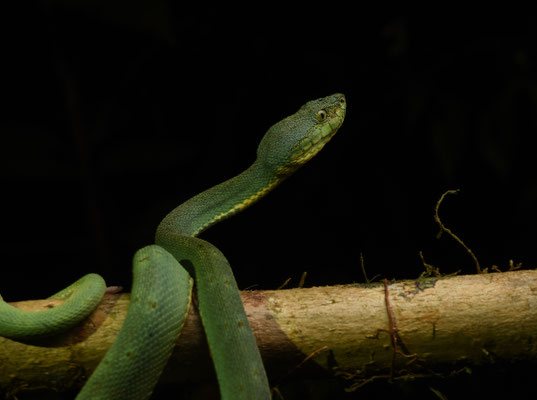 Bothriopsis bilineata bilineata - Groene Boomlanspuntslang (Papegaaislang)