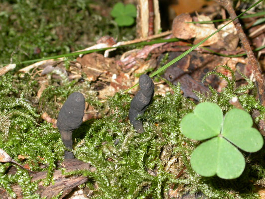 Xylaria polymorpha - Houtknotszwam