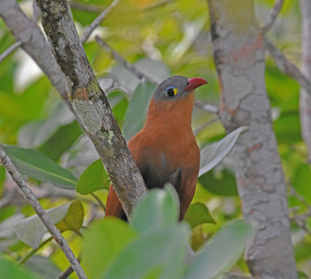 Black-bellied Cuckoo