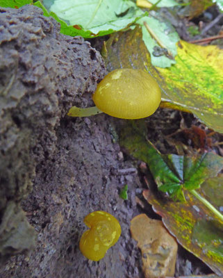 gele aderhertenzwam