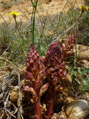 Orobanche foetida
