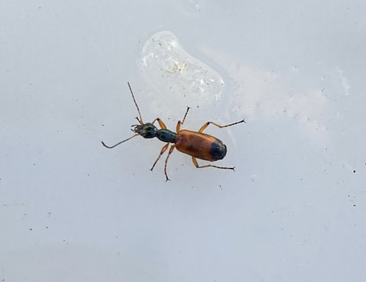Odacantha melanura - Bonte rietloper