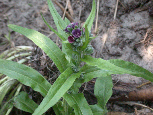 Cynoglossum officinale - Veldhondstong