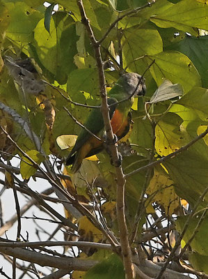Poicephalus senegalus - Senegal Parrot