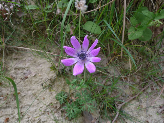 Anemone pavonina - Pauwanemoon