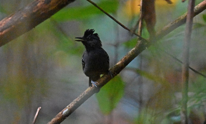 Black-headed Antbird