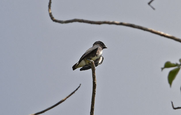 Dusky Purpletuft