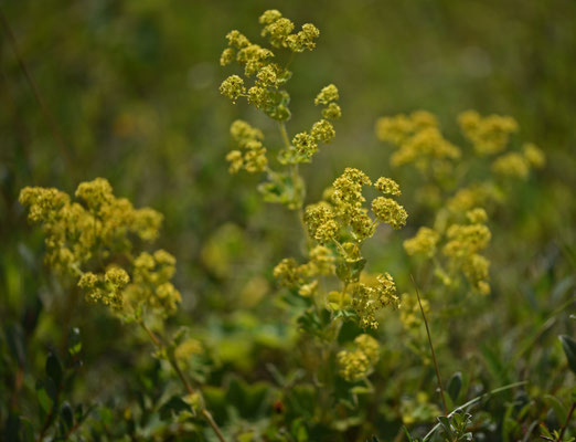 Alchemilla mollis - Fraaie vrouwenmantel
