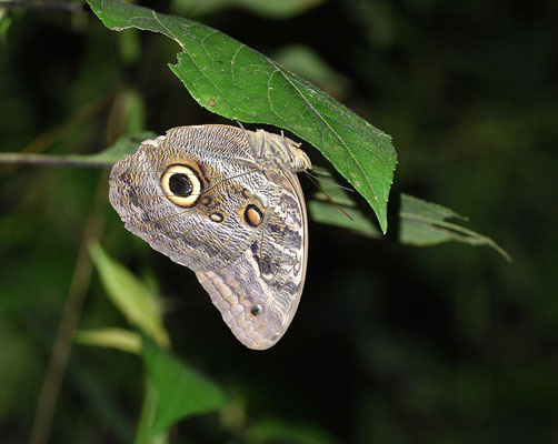 Caligo teucer teucer
