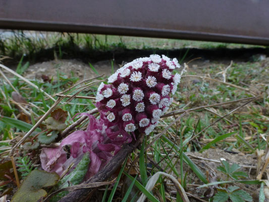 Petasites hybridus - Groot hoefblad