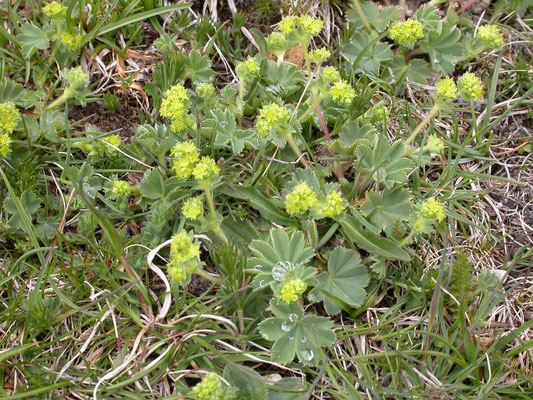 Alchemilla splendens