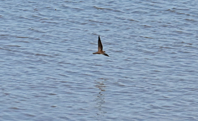 Brown-chested Martin