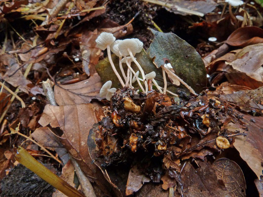 Collybia cookei - Okerknolcollybia
