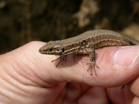 muurhagedis (Podarcis muralis)
