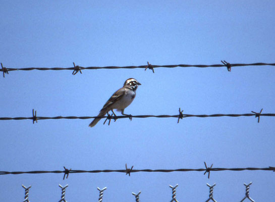Lark Sparrow