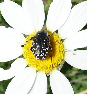 Oxythyrea tinctella