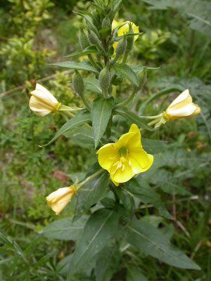 Oenothera biennis  Middelste teunisbloem