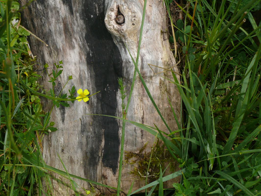 Conopodium majum - Franse aardkastanje