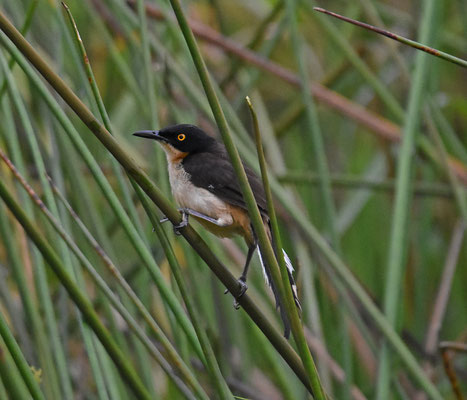 Black-capped Donacobia