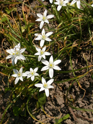 Ornithogalum umbellatum - Gewone vogelmelk