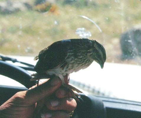 Kwartel
