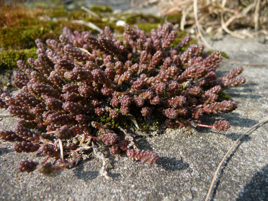 Sedum acre - Muurpeper