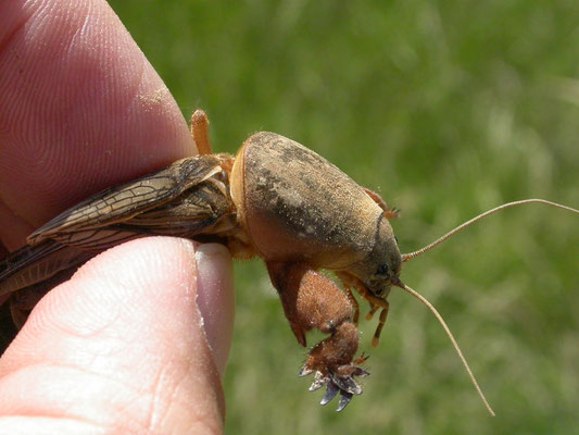 veenmol (Gryllotalpa gryllotalpa)