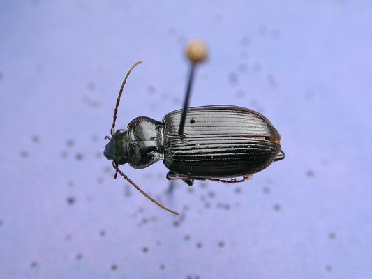 Nebria salina