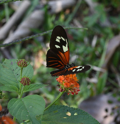 Heliconius erato amalfreda