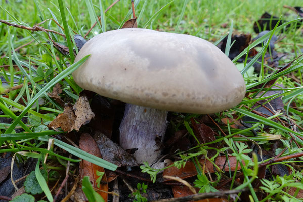 Paarssteelschijnridder