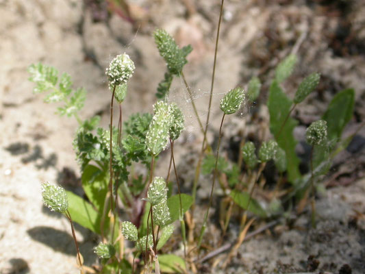 Phleum arenarium - Zanddoddegras