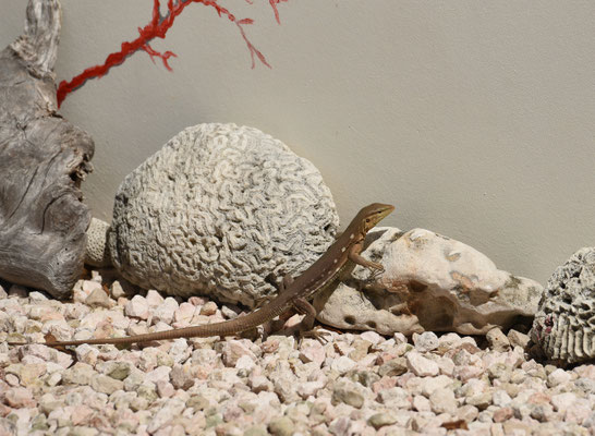 Cnemidophorus murinus murinus